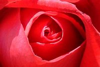 /i//tn_Flowers_036.jpg